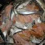 отходы рыбы в Красноярске 4