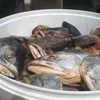отходы рыбы в Красноярске