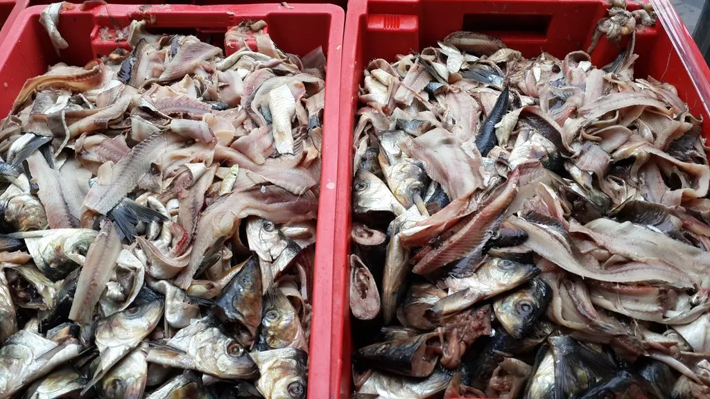 переработка рыбных отходов, рыбы в Владимире