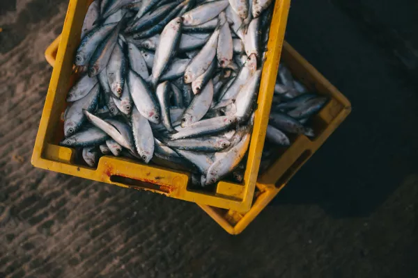 Во Владимирской области с помощью ФГИС «Меркурий» выявлены нарушения при поставке и производстве рыбной продукции