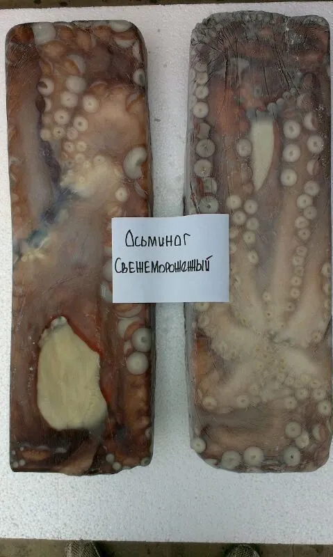 фотография продукта Осьминог ( Octopus Vulgaris)