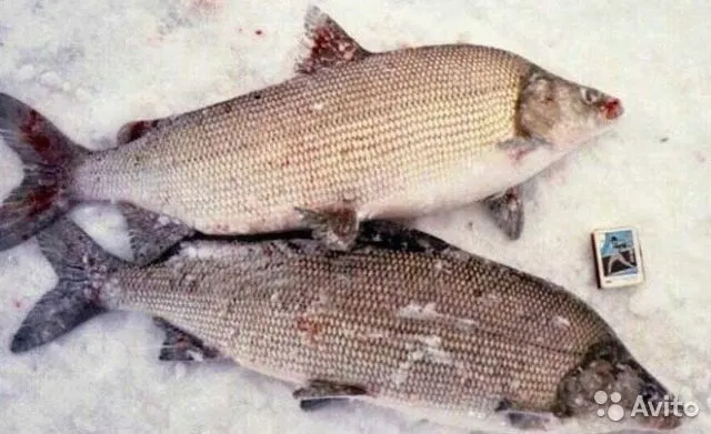 фотография продукта Рыба с/м свежемороженая оптом от 1000 кг